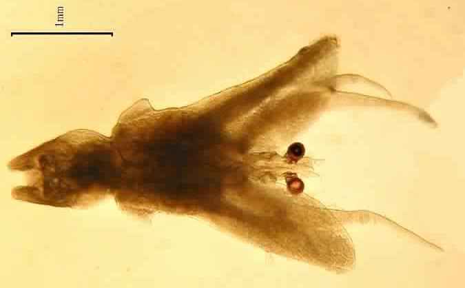 Представитель Семейства Lernanthropidae